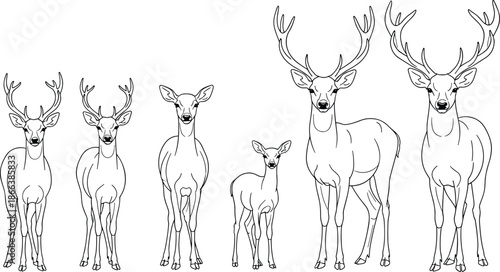 Deer line drawing illustration, antler and non-antler deer, wildlife anatomy sketch, black and white animal art, nature study