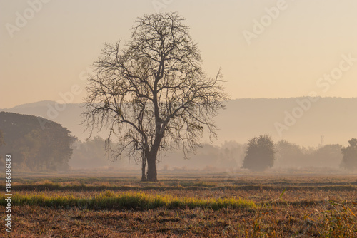 Foto Lone Tree in Misty Field at Sunrisev