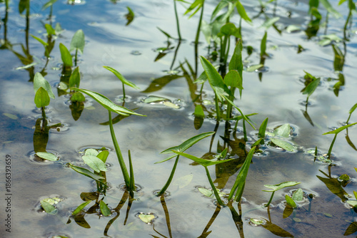 Foto Natural background, the water surface of a pond with green leaves of water lilies