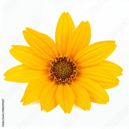 Radiant yellow heliopsis flower bloom presented on a clean white background