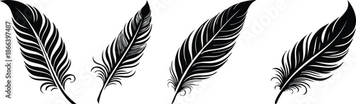 Decorative feather plume detailed bold black line art writing ornament illustration