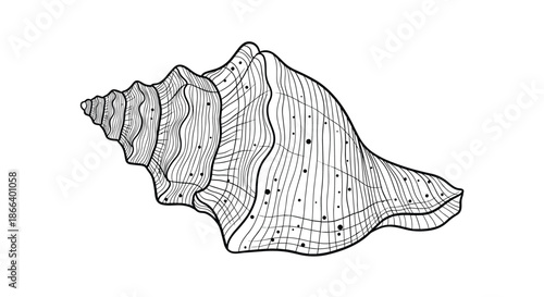 Intricate black and white line art drawing of a spiral conch seashell with highly detailed textures and patterns.