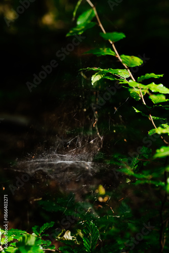 Close-up of a delicate spider web with green leaves in filtered forest sunlight