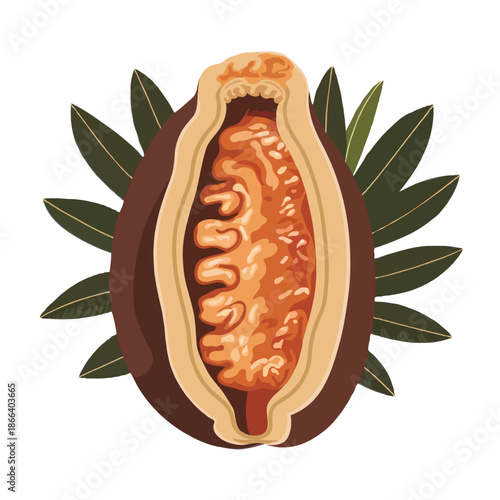 Cross section of a cacao pod isolated on white background, Vector, illustration
