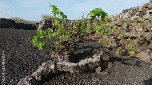 Vine on volcanic soil in Lanzarote, Canary Islands, Spain