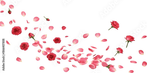 Beautiful red rosebuds and delicate pink petals gracefully scattering and floating