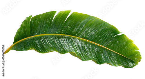 Close-up of a vibrant green banana leaf, wet and shimmering, isolated on black