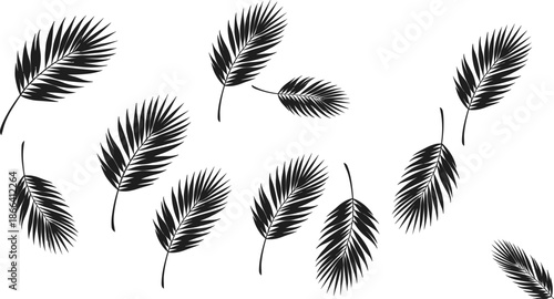 Tropical Palm Leaves Silhouette Collection Minimal Botanical Black Isolated Vector Illustration