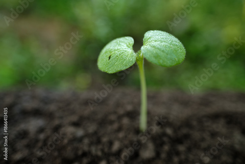 Billede på lærred Young green seedling growing from fertile soil