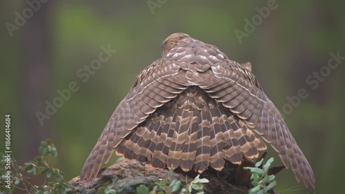 Juvenile Northern Goshawk (Accipiter gentilis) with its prey in Spanish forest - 4K stock video