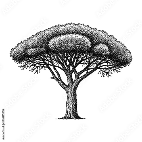 italian stone pine, umbrella tree in retro halftone stipple effect style
