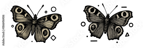 Beautiful butterfly vector illustration with intricate details