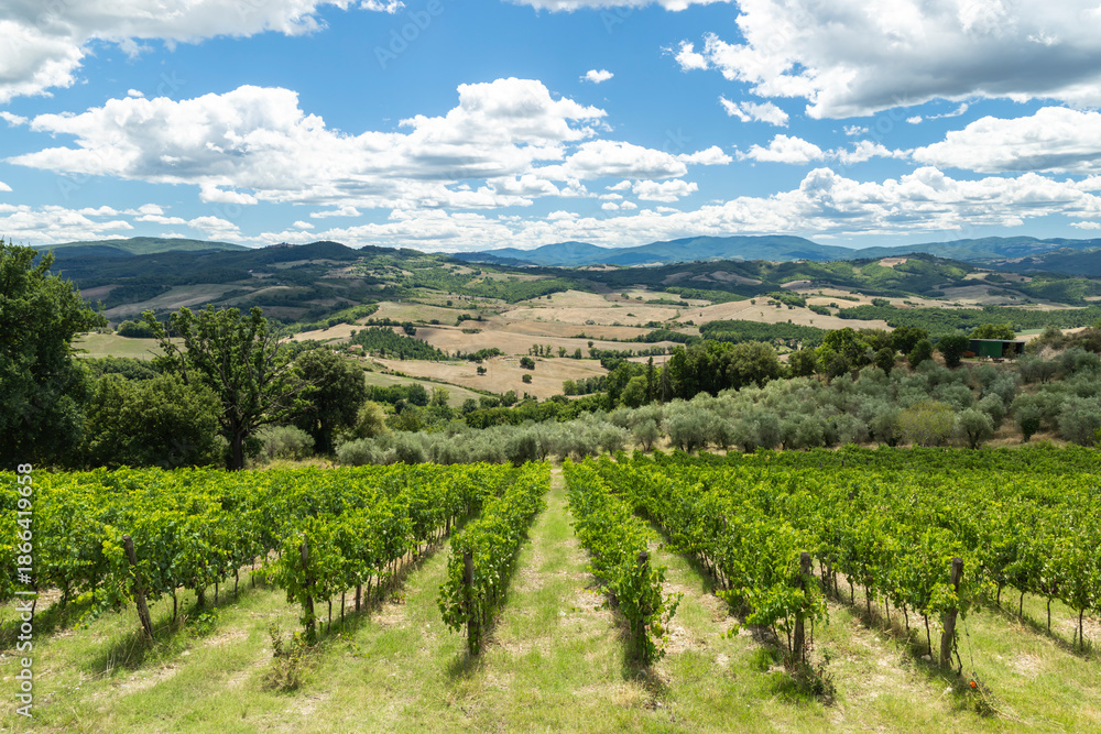 Fototapeta premium Vineyards creating scenic landscape in Tuscany Italy