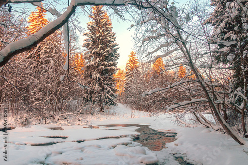 Winter northern snowy landscape of tall coniferous forest by the river.