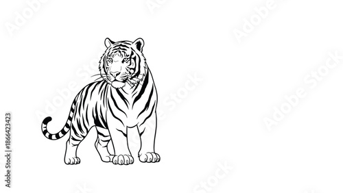 Detailed black and white illustration of a majestic tiger standing proudly in a side view pose for wildlife art projects.