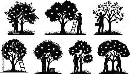 Fruit harvesting silhouette, rural labor scene, tree picking activity, teamwork farming illustration, black vector art, agricultural lifestyle concept