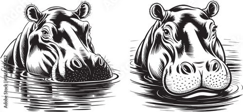 hippopotamus head illustration black and white wildlife engraving style