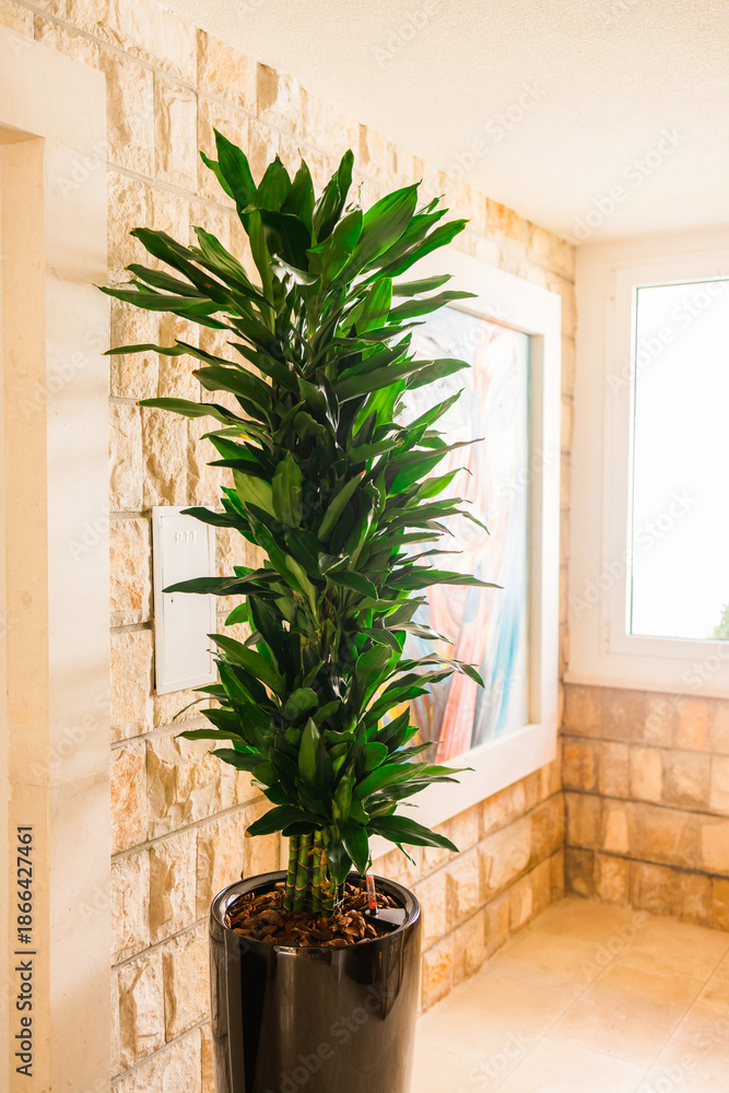 Obraz premium Indoor dracaena fragrans plant in pot inside residential hallway. Interior greenery, calm lifestyle atmosphere, natural home decoration and wellbeing focused living space with balanced light