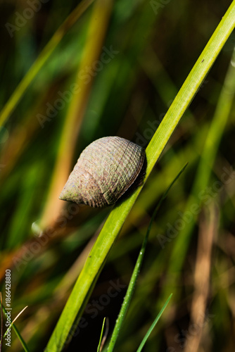 Marsh Periwinkle on a blade of grass in the Pamlico Sound