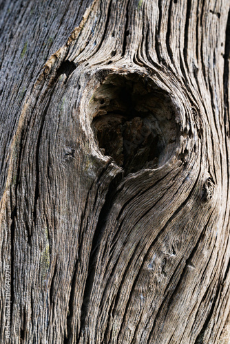 Closeup of bark on a dead tree in the Pamlico Sound