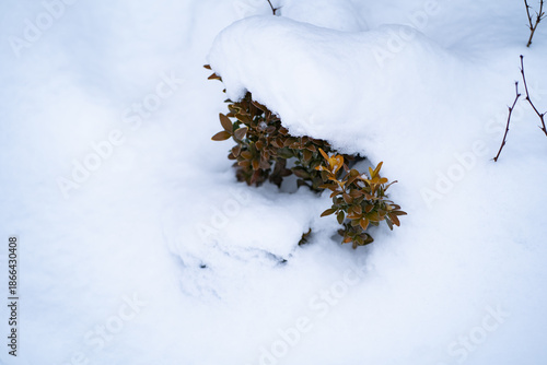 Small shrub partially covered with fresh white snow in winter landscape. Green and brown leaves peek through the snow, creating a natural contrast and serene seasonal scene.