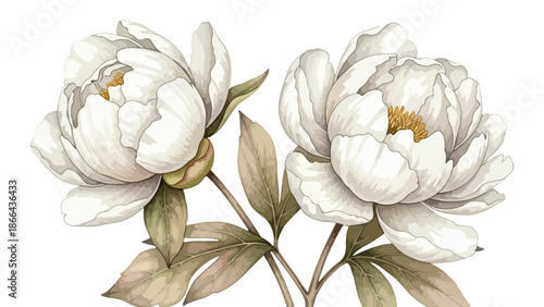 Elegant White Peony Flowers with Green Leaves Watercolor Illustration
