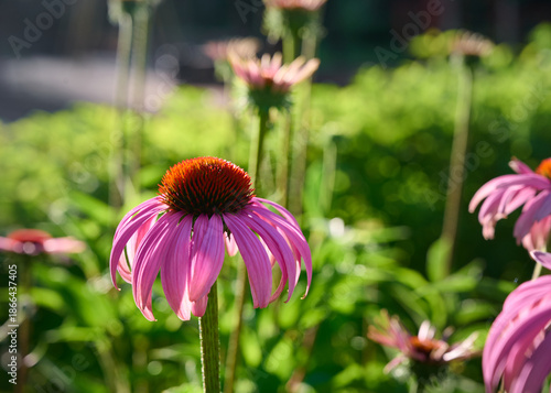 Pink Echinacea flowers in the garden. Herbal plant. Echinacea purpurea.
