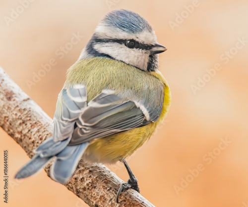 Blaumeise auf einem Ast