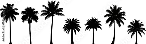 Diverse Silhouette Palm Trees Collection Tropical Paradise Summer Vibes