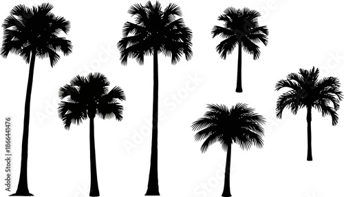 Silhouettes of Various Palm Trees on a White Background Tropical Nature Vector Set