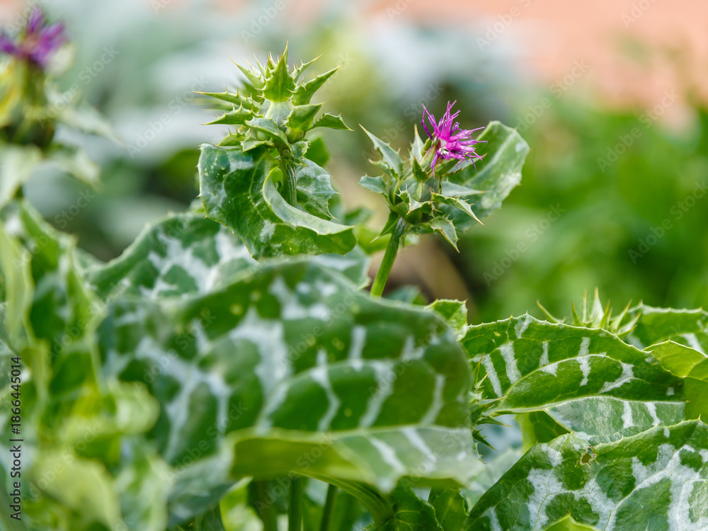 Obraz premium Milk thistle ( Latin- Sílybum) is a species of herbaceous plant from the genus Milk thistle of the Asteraceae family