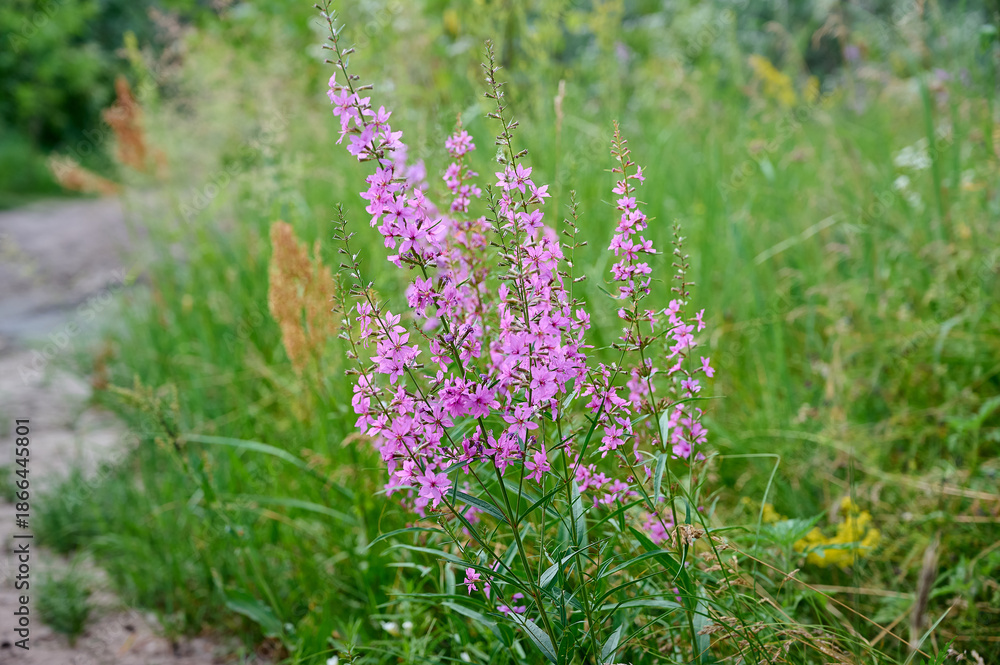 Obraz premium Pink purple flower chamaenerion angustifolium blooming in the meadow.