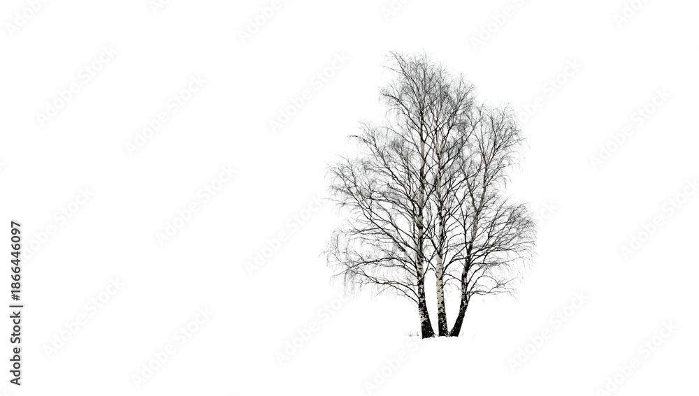 Fototapeta premium A monochrome image of a leafless tree against a stark, black background