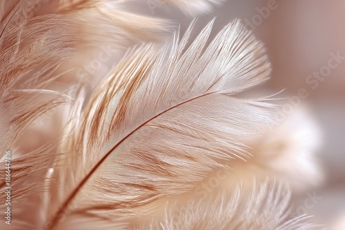 Macro shot of a single feather, showing delicate details with soft lighting and neutral tones