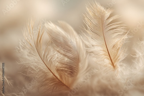 Close-up view of delicate, soft, beige feathers with blurred background