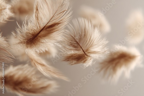 Close-up of several brown soft feathers with focus on a few and a blurred background