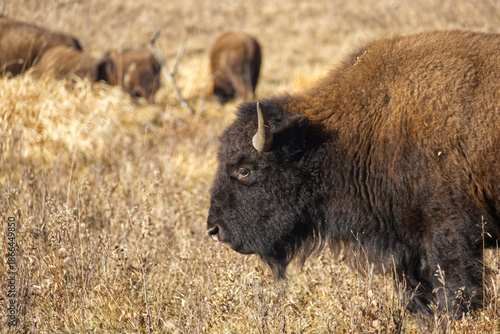 Close up of Plains Bison