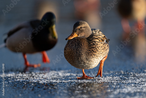 Photography Mallard (Anas platyrhynchos)