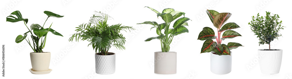 Φωτογραφία Different house plants in pots isolated on white, collection