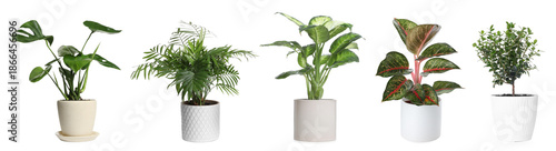 Φωτογραφία Different house plants in pots isolated on white, collection