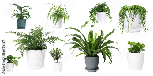 Different house plants in pots isolated on white, collection