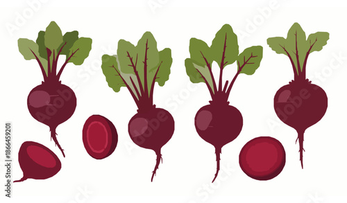 Botanical beetroot vegetable vector illustration set isolated on white background for organic food packaging