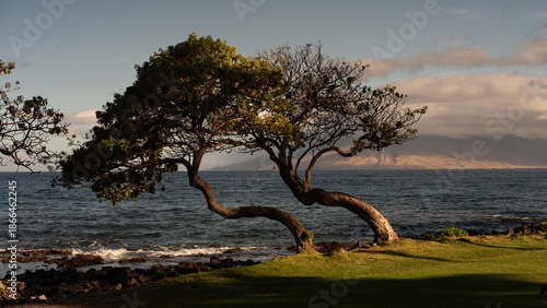 Wind blown thorn trees along the rock coast of Maui in Hawaii. 
