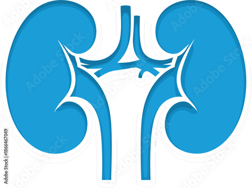 Blue human kidney anatomy vector illustration isolated on white background for medical education healthcare infographics science research and urology health awareness materials.
