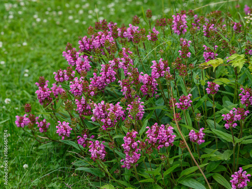 Prunella grandiflora is a perennial herbaceous plant ; a species of the genus Prunella of the family Lamiaceae