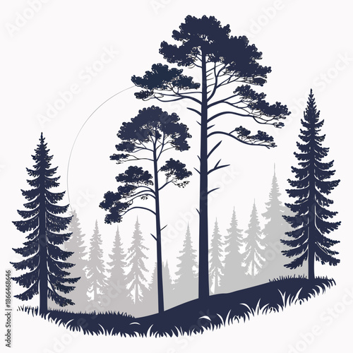 Silhouette of tall pine trees in forest