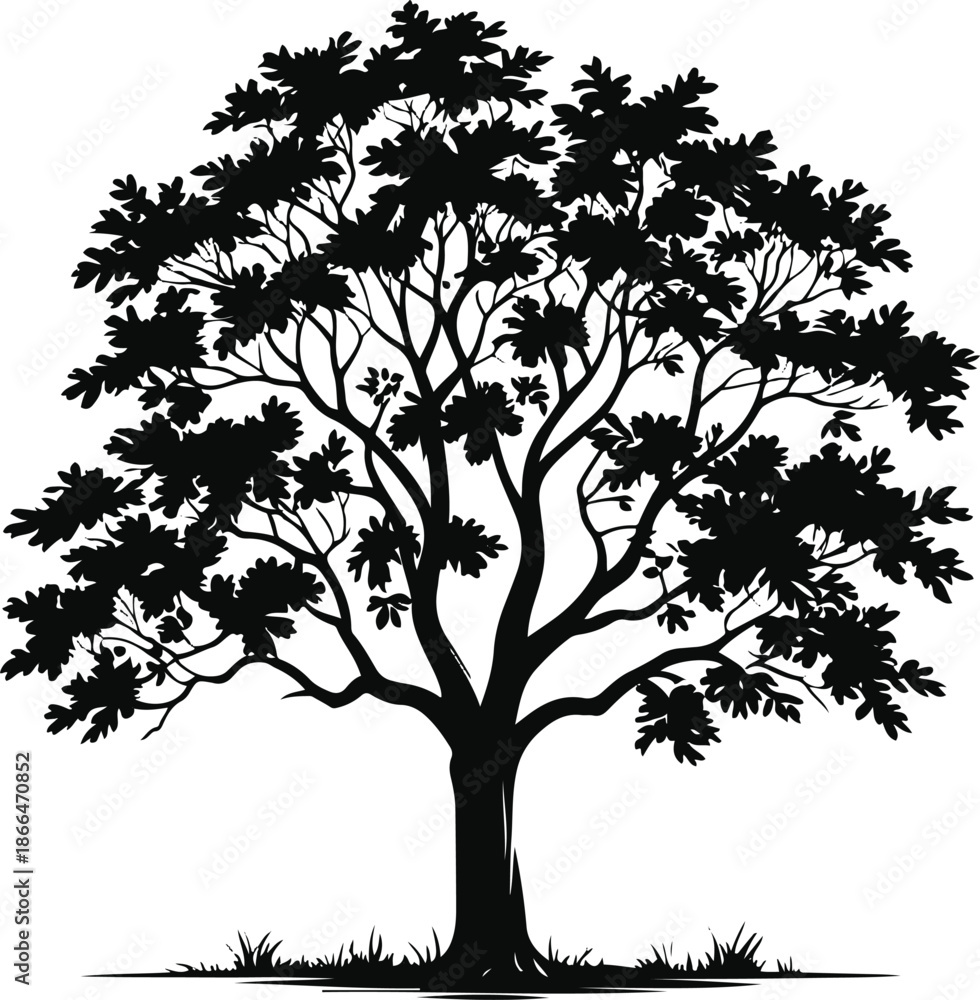 Obraz premium A mature broadleaf tree illustrated in black and white vector style, full rounded canopy, clean silhouette, solid black shapes, no gradients, Adobe Stock safe 2