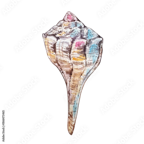 Watercolor seashell illustration isolated, underwater animals ocean.