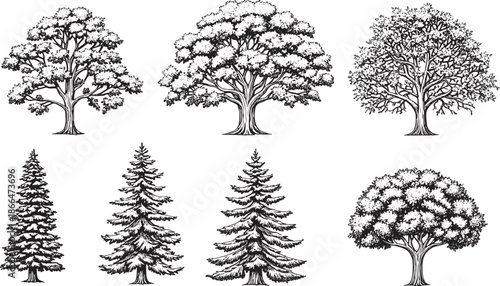 Set of premium hand drawn tree elevation sketches for architectural rendering, highly detailed vintage vegetation symbols, black and white forest tree icons for luxury landscape design.