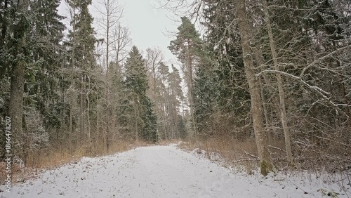 Wallpaper Mural Forest path covered in snow near Aegviidu, Harju county, Estonia
 Torontodigital.ca